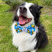 Oakley is registered to the contest to win money with this photo: animal, black_and_white, border_collie, bow_tie, canine, close_up, cute, dog, flowers, grass, happy, lavender, nature, outdoor, pet, playful, sitting, smiling, summer, tongue_out