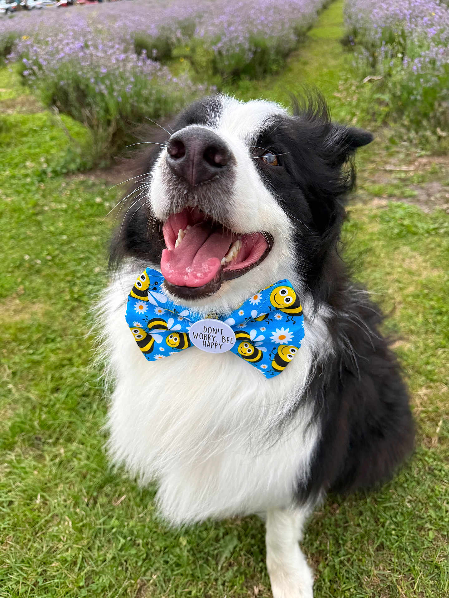 Oakley is registered to the contest to win money with this photo: animal, black_and_white, border_collie, bow_tie, canine, close_up, cute, dog, flowers, grass, happy, lavender, nature, outdoor, pet, playful, sitting, smiling, summer, tongue_out