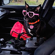 Baby is registered to the contest to win money with this photo: dog, car_interior, sunglasses, pink, heart_shaped, black_dog, dog_collar, red_bag, window, rain, seat, center_console, pet, animal, cute, accessory, outdoor_view, rainy_weather, car_seat, small_dog