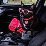 dog, car_interior, sunglasses, pink, heart_shaped, black_dog, dog_collar, red_bag, window, rain, seat, center_console, pet, animal, cute, accessory, outdoor_view, rainy_weather, car_seat, small_dog