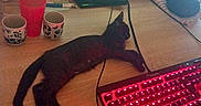 Glue participe au concours pour gagner de l'argent avec cette photo : black_cat, cat, keyboard, red_lighting, computer_monitor, gaming_setup, desk, water_bottle, cups, mouse, computer_mouse, wooden_desk, indoor, technology, electronics, pet, relaxed, screen, gaming, cords