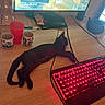 black_cat, cat, keyboard, red_lighting, computer_monitor, gaming_setup, desk, water_bottle, cups, mouse, computer_mouse, wooden_desk, indoor, technology, electronics, pet, relaxed, screen, gaming, cords