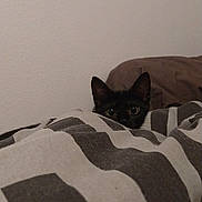 Glue participe au concours pour gagner de l'argent avec cette photo : cat, black_cat, blanket, striped, bed, indoor, peeking, curious, pet, animal, ears, eyes, cozy, furniture, resting, cute, small, hidden, quiet, soft