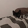 cat, black_cat, blanket, striped, bed, indoor, peeking, curious, pet, animal, ears, eyes, cozy, furniture, resting, cute, small, hidden, quiet, soft