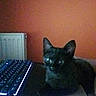 Glue a rejoint le concours — aidez-le/la à gagner de superbes lots ! cat, black_cat, keyboard, desk, orange_wall, radiator, indoor, pet, animal, feline, technology, glowing_keyboard, dark, shadow, reflection, home, computer, table, low_light, mysterious