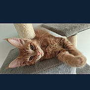 Aïko participe au concours pour gagner de l'argent avec cette photo : animal, cat, cat_tree, closeup, curious, cute, ears, feline, fluffy, fur, ginger, gray, indoor, kitten, laying, paw, pet, relaxed, whiskers, young