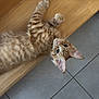 Aïko participe au concours pour gagner de l'argent avec cette photo : animal, cat, curious, cute, domestic_cat, ears, feline, floor, ginger_cat, indoor, looking_up, lying_down, paw, pet, relaxed, tabby, tile_floor, tongue_out, whiskers, wood_floor