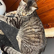 Demon participe au concours pour gagner de l'argent avec cette photo : cat, tabby, feline, pet, indoor, wooden_wall, carpet, feather_toy, animal, fur, striped, cute, relaxed, playful, tail, whiskers, claws, floor, domestic, mammal