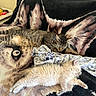 Demon a rejoint le concours — aidez-le/la à gagner de superbes lots ! cat, tabby_cat, cream_cat, sleeping, resting, blanket, wolf_pattern, feline, pets, collar, indoor, cozy, fur, animal, mammal, cute, relaxation, comfort, laying_down, household