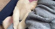 Nala participe au concours pour gagner de l'argent avec cette photo : puppy, dog, sleeping, blanket, couch, collar, indoor, cozy, fur, pet, resting, relaxed, cute, animal, domestic, pink, white, black, brown, soft
