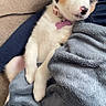 puppy, dog, sleeping, blanket, couch, collar, indoor, cozy, fur, pet, resting, relaxed, cute, animal, domestic, pink, white, black, brown, soft