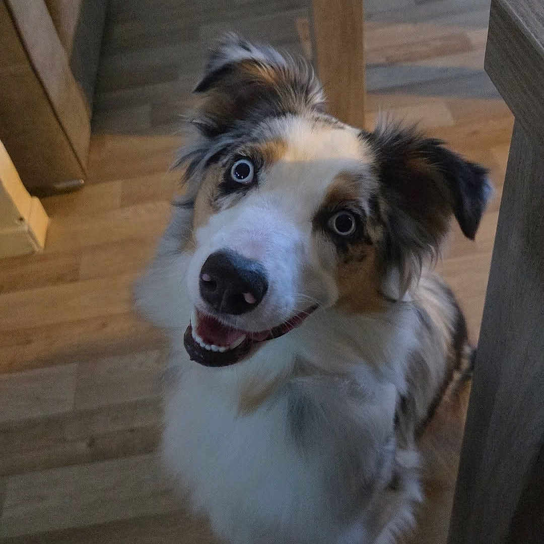 Nala