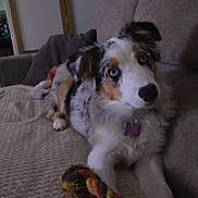 Nala participe au concours pour gagner de l'argent avec cette photo : dog, puppy, australian_shepherd, blue_eyes, toy, rope_toy, couch, living_room, pet, fur, cute, looking, indoor, cozy, home, animal, laying, curious, collar, pet_accessory