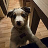 puppy, dog, indoor, wooden_floor, table, curious, blue_eyes, pet, collar, fur, canine, animal, cute, looking_up, home, flooring, furniture, domestic, young_dog, companion