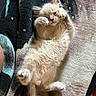 Doudou a rejoint le concours — aidez-le/la à gagner de superbes lots ! kitten, cat, pet, furry, cute, sleepy, paw, blanket, fur, relaxed, indoors, animal, small, cozy, lying_down, whiskers, adorable, resting, soft, young