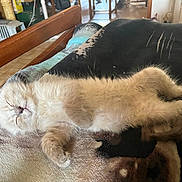 Doudou a rejoint le concours — aidez-le/la à gagner de superbes lots ! kitten, cat, sleeping, fluffy, cute, pet, animal, indoor, blanket, cozy, resting, fur, home, nap, relaxing, young, small, adorable, feline, comfort