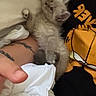 Doudou participe au concours pour gagner de l'argent avec cette photo : kitten, cat, person, tattoo, blanket, bed, clothing, shirt, hand, paw, fur, resting, indoor, cute, pet, cozy, relaxed, animal, soft, casual