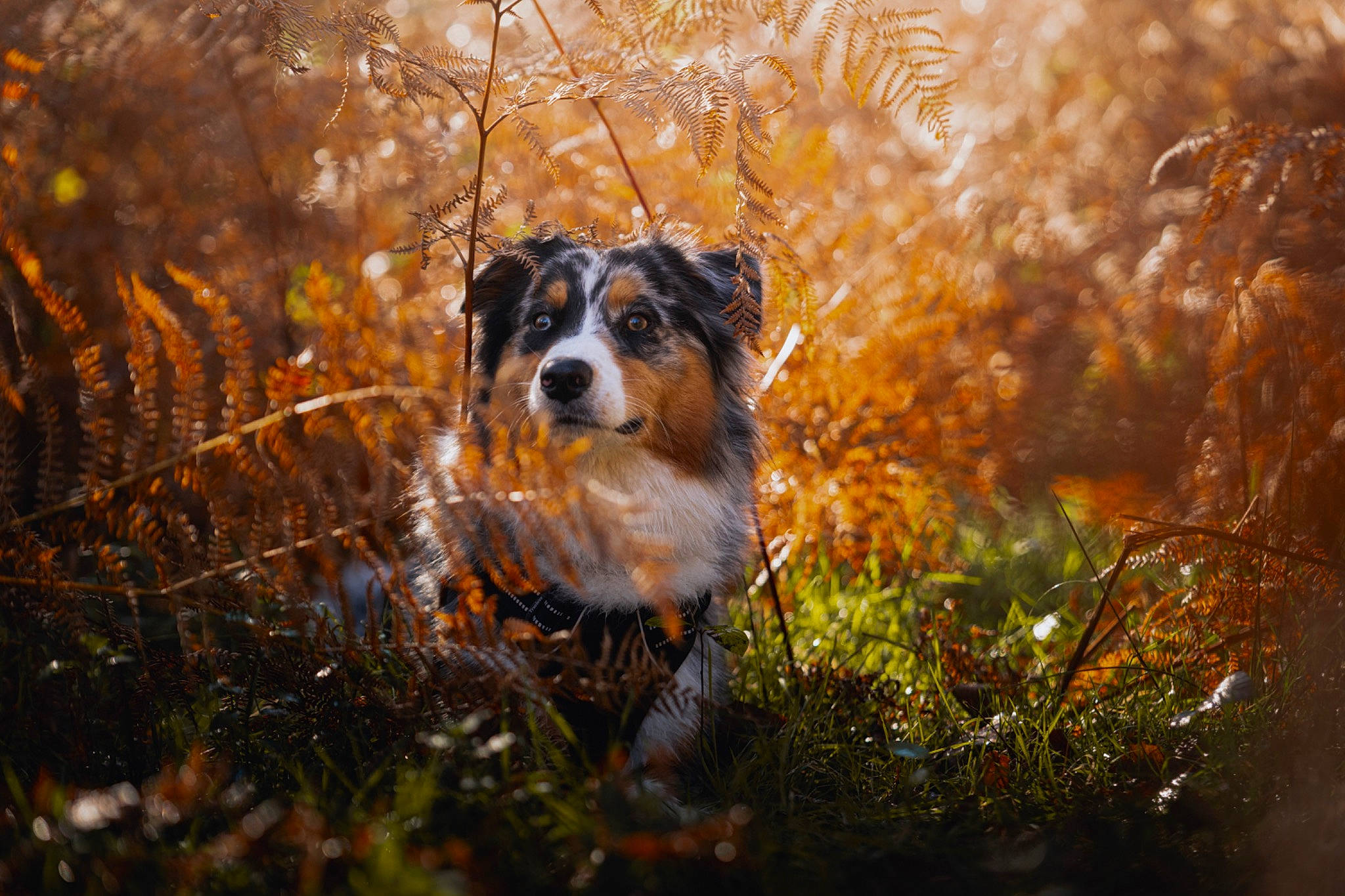 Oya participe au concours pour gagner de l'argent avec cette photo : branch, canidae, carnivore, companion_dog, dog, dog_breed, fawn, forest, grass, landscape, morning, natural_landscape, nature, plant, snout, sporting_group, sunlight, tints_and_shades, tree, wood