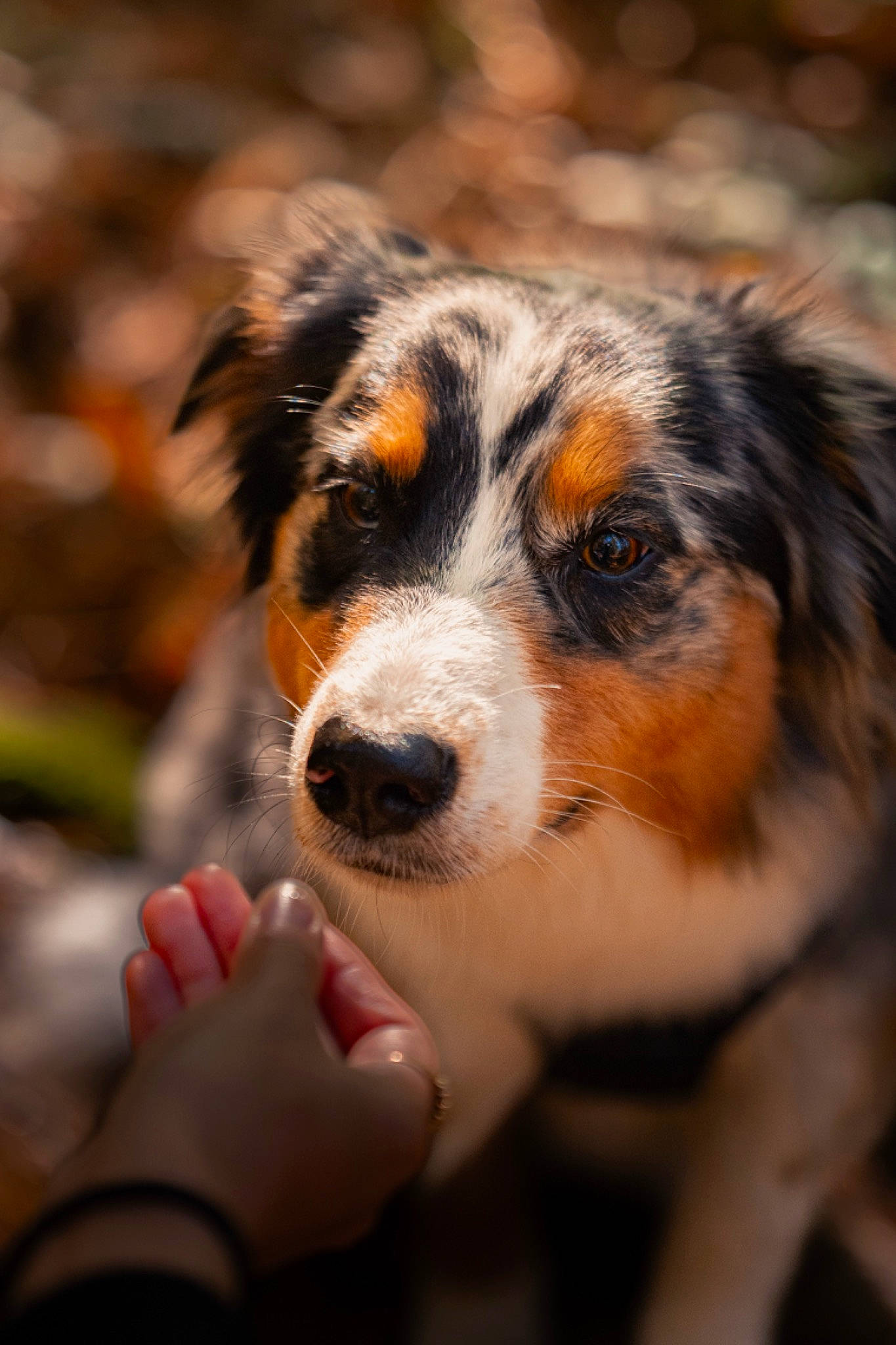 Oya participe au concours pour gagner de l'argent avec cette photo : australian_collie, australian_shepherd, bernese_mountain_dog, border_collie, canidae, carnivore, companion_dog, dog, dog_breed, fur, herding_dog, miniature_australian_shepherd, plant, snout, sporting_group, terrestrial_animal, tree, whiskers, working_dog