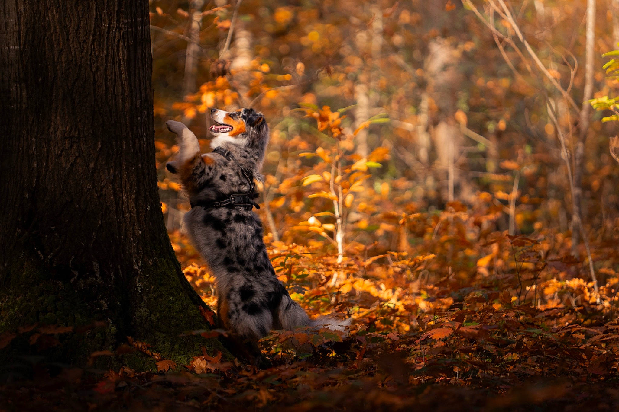 Oya a rejoint le concours — aidez-le/la à gagner de superbes lots ! atmospheric_phenomenon, big_cats, carnivore, deciduous, fawn, felidae, fire, flame, grass, heat, natural_landscape, orange, people_in_nature, plant, terrestrial_animal, tints_and_shades, tree, trunk, twig, wood