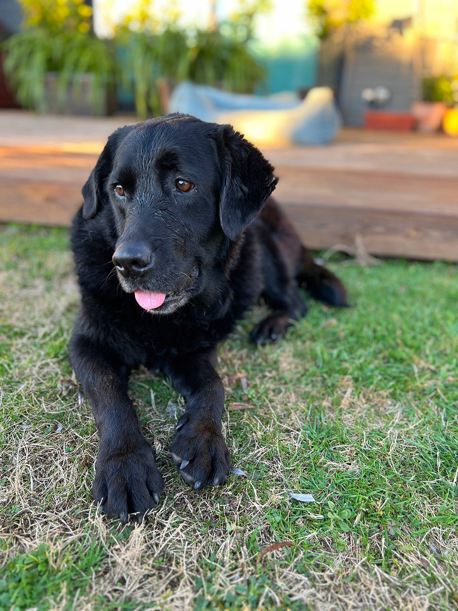 Joy participe au concours pour gagner de l'argent avec cette photo : borador, canidae, carnivore, companion_dog, dog, dog_breed, fur, grass, gun_dog, hunting_dog, liver, plant, retriever, snout, sporting_group, working_animal, working_dog