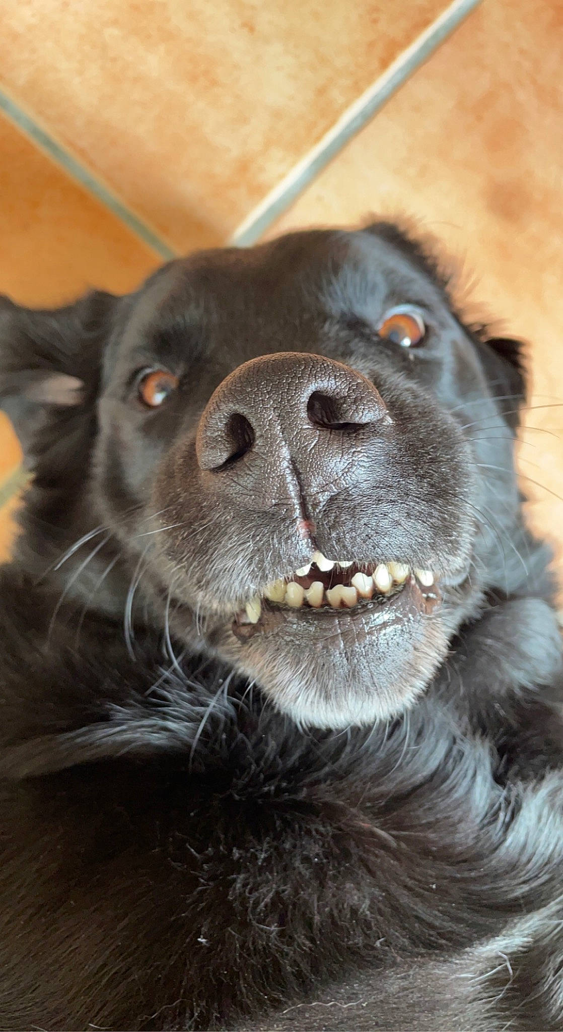 Joy participe au concours pour gagner de l'argent avec cette photo : borador, carnivore, close_up, collar, companion_dog, dog, dog_breed, dog_collar, fawn, fur, jaw, liver, mammal, snout, sporting_group, terrestrial_animal, tongue, vertebrate, whiskers, working_animal