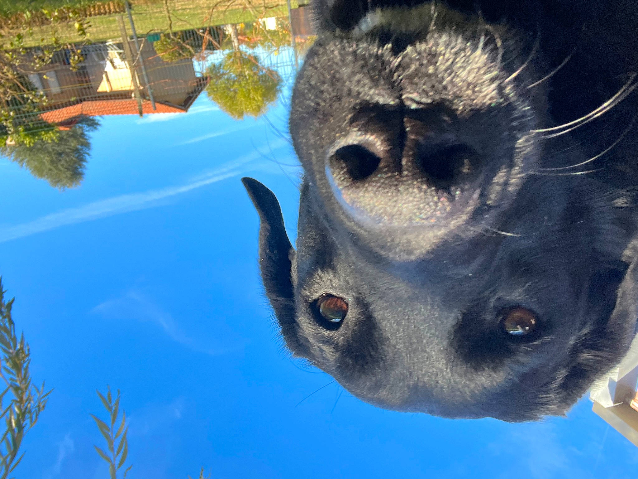 Joy a rejoint le concours — aidez-le/la à gagner de superbes lots ! art, azure, electric_blue, eye, fawn, head, mammal, organism, plant, reflection, sky, snout, symmetry, terrestrial_animal, tree, trunk, water, whiskers, wildlife, world