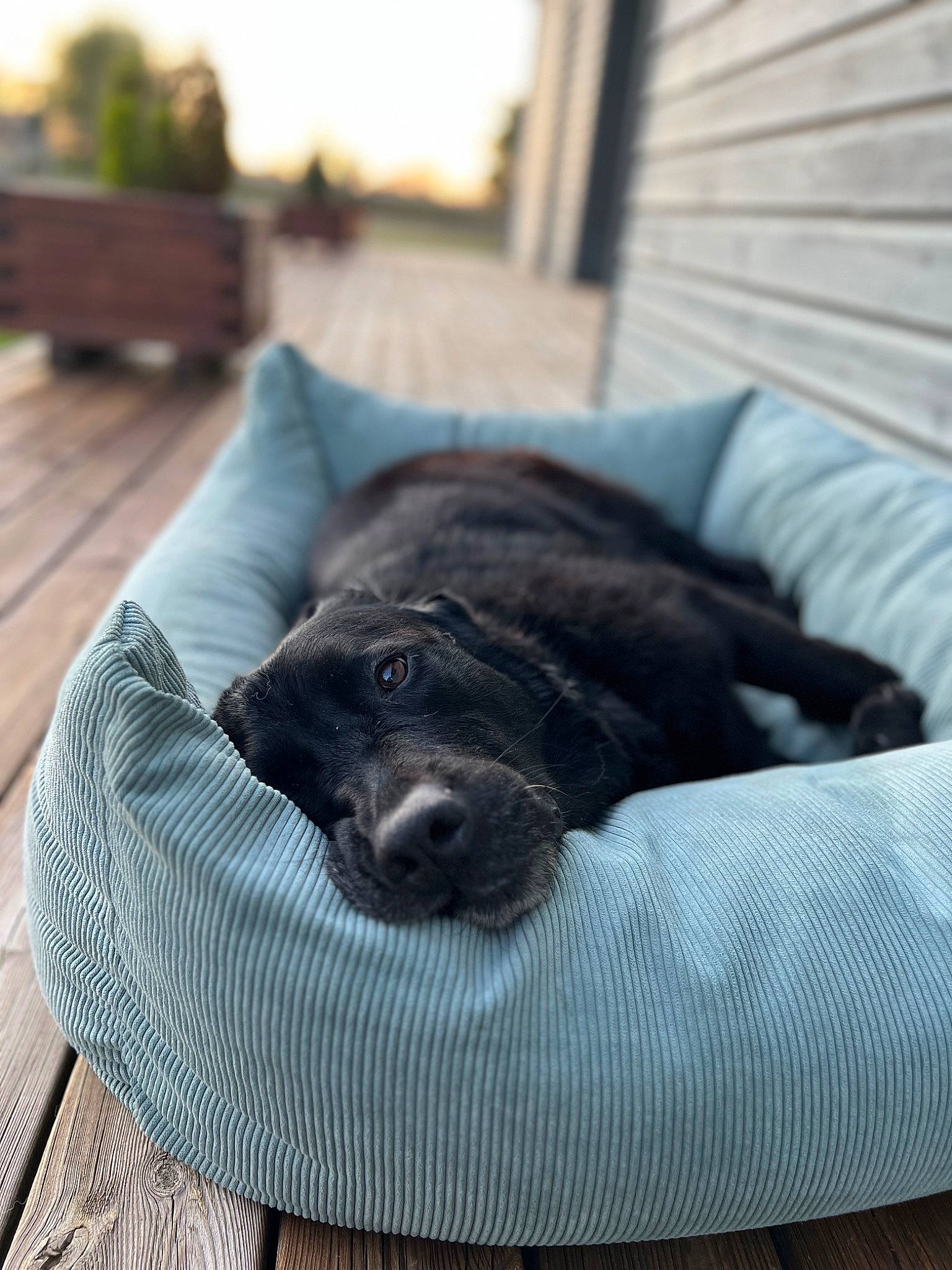 Joy participe au concours pour gagner de l'argent avec cette photo : borador, canidae, carnivore, comfort, companion_dog, dog, dog_breed, fur, grey, hardwood, liver, nap, non_sporting_group, puppy, sleep, snout, sporting_group, terrestrial_animal, wood, working_animal