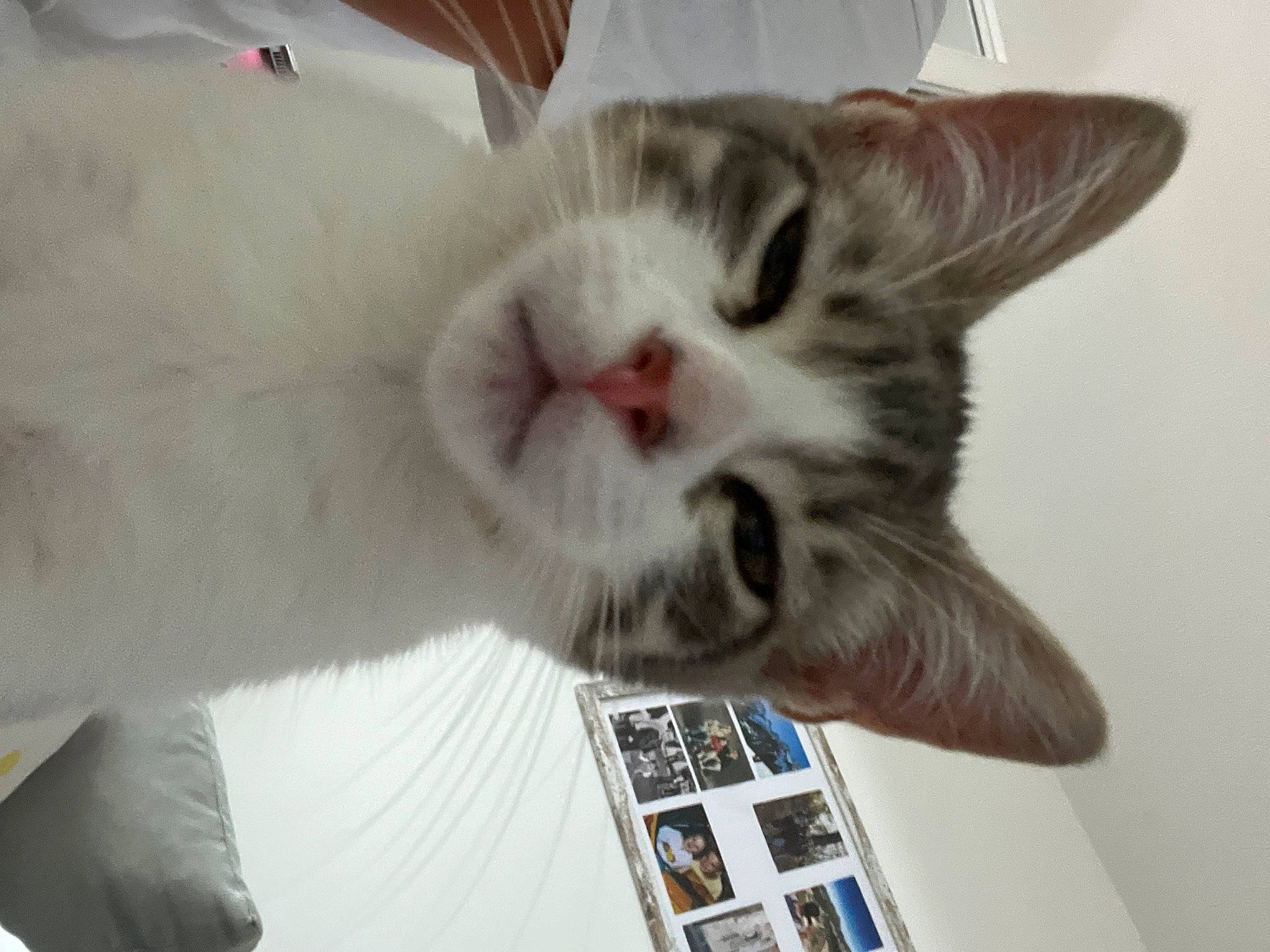 Twix a rejoint le concours — aidez-le/la à gagner de superbes lots ! carnivore, cat, claw, comfort, domestic_short_haired_cat, ear, felidae, fur, paw, small_to_medium_sized_cats, snout, tail, whiskers