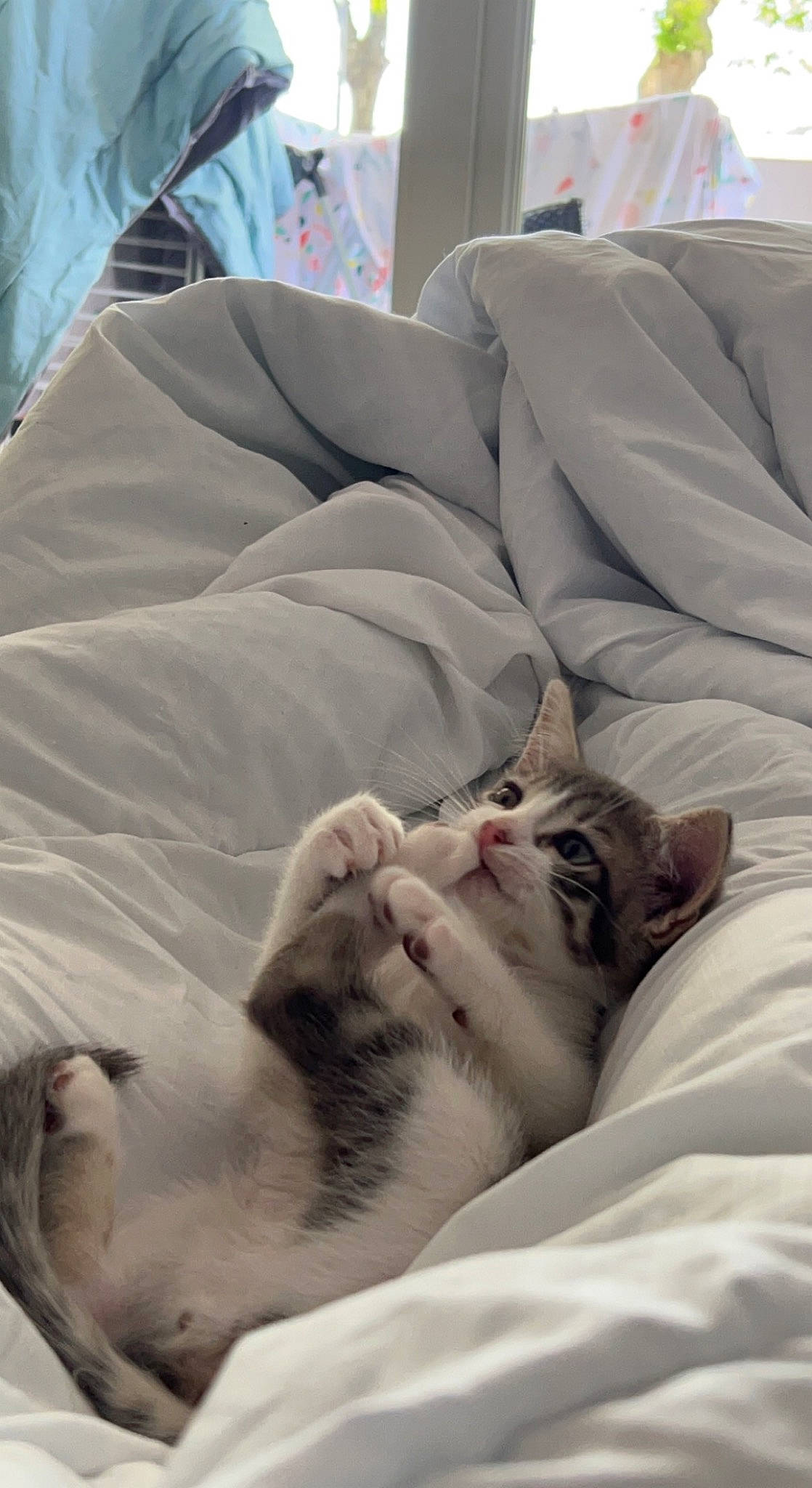 Twix participe au concours pour gagner de l'argent avec cette photo : bed, bed_sheet, bedding, blanket, carnivore, cat, comfort, duvet, fawn, felidae, fur, grey, linens, nap, paw, room, sleep, small_to_medium_sized_cats, terrestrial_animal, whiskers