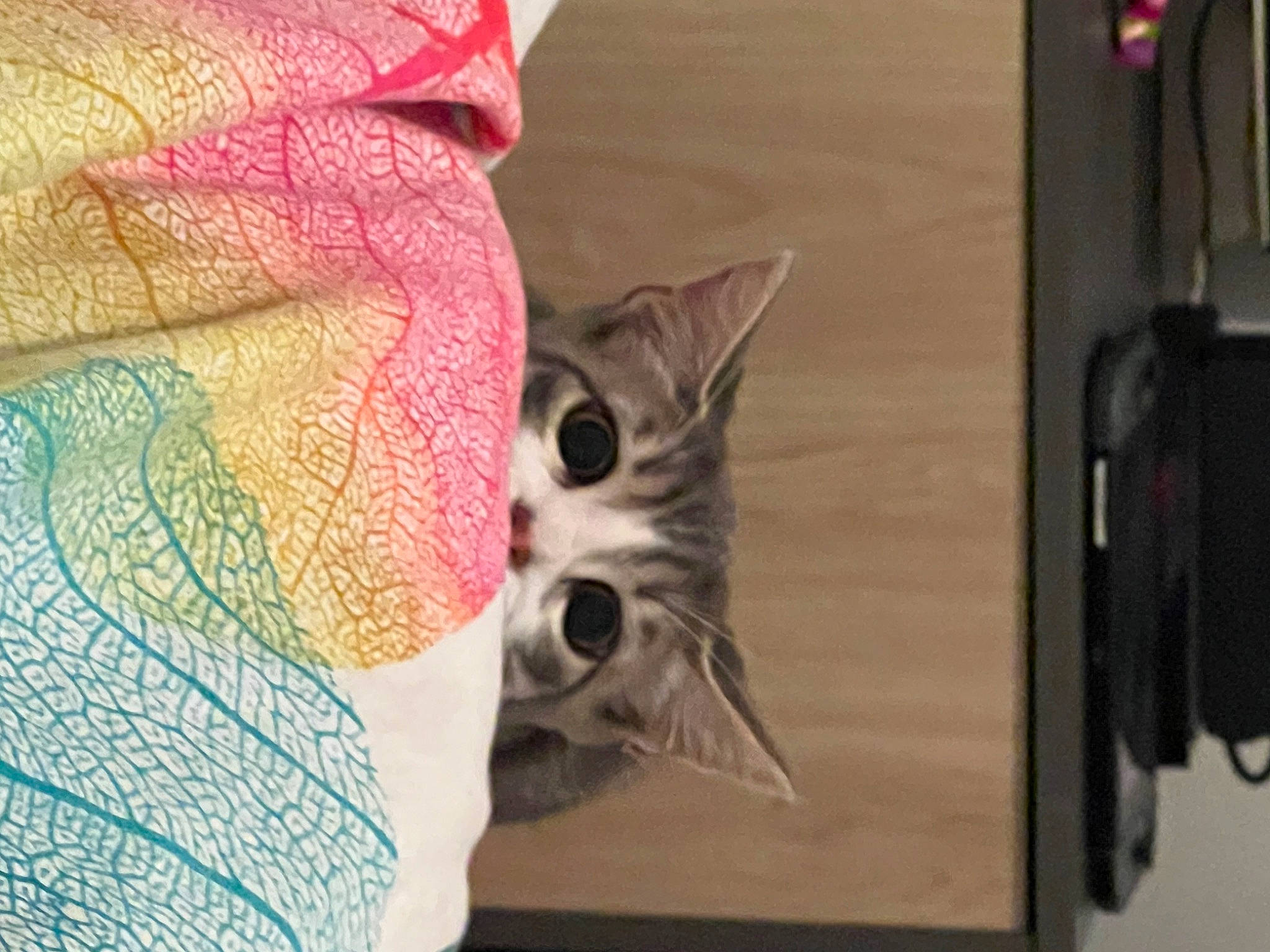 Twix participe au concours pour gagner de l'argent avec cette photo : art, carmine, carnivore, cat, domestic_short_haired_cat, fawn, felidae, flooring, fur, grey, hardwood, linens, magenta, pattern, small_to_medium_sized_cats, snout, tail, visual_arts, whiskers, wood