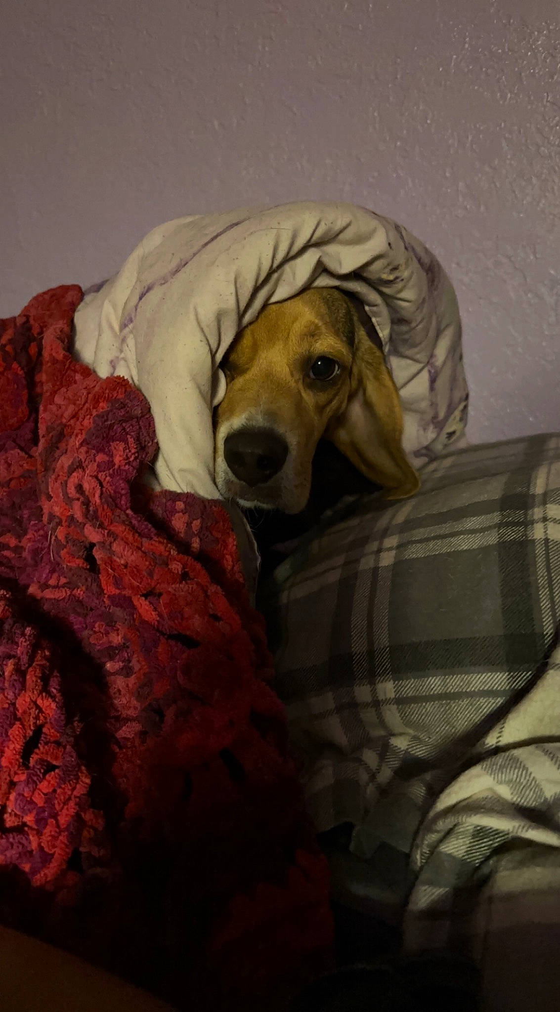 Gypsy joined the competition — help win amazing prizes! canidae, carnivore, comfort, companion_dog, dog, dog_breed, dog_supply, fawn, fur, hound, linens, nap, plaid, puppy, scent_hound, snout, sporting_group, tartan, wood, working_animal