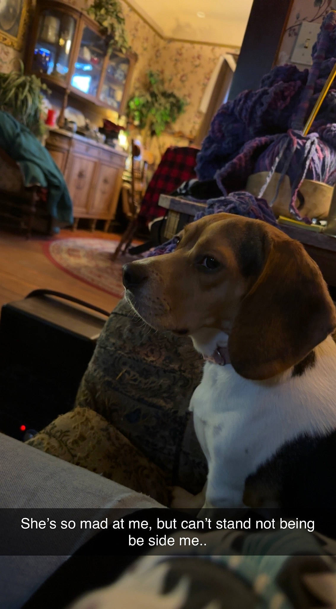 Gypsy joined the competition — help win amazing prizes! carnivore, chair, collar, companion_dog, dog, dog_breed, event, fawn, fur, hound, houseplant, photo_caption, plant, scent_hound, sporting_group, whiskers, working_animal