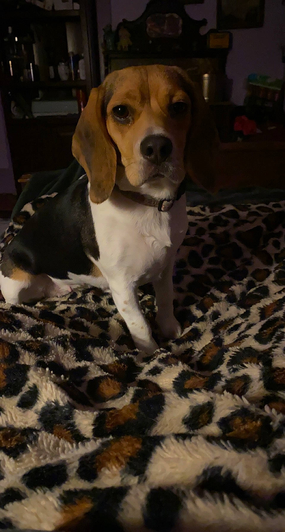 Gypsy is registered to the contest to win money with this photo: ball, beaglier, companion_dog, dog, dog_breed, fawn, flooring, fur, german_shorthaired_pointer, hound, hunting_dog, scent_hound, terrestrial_animal, whiskers, wood, working_animal