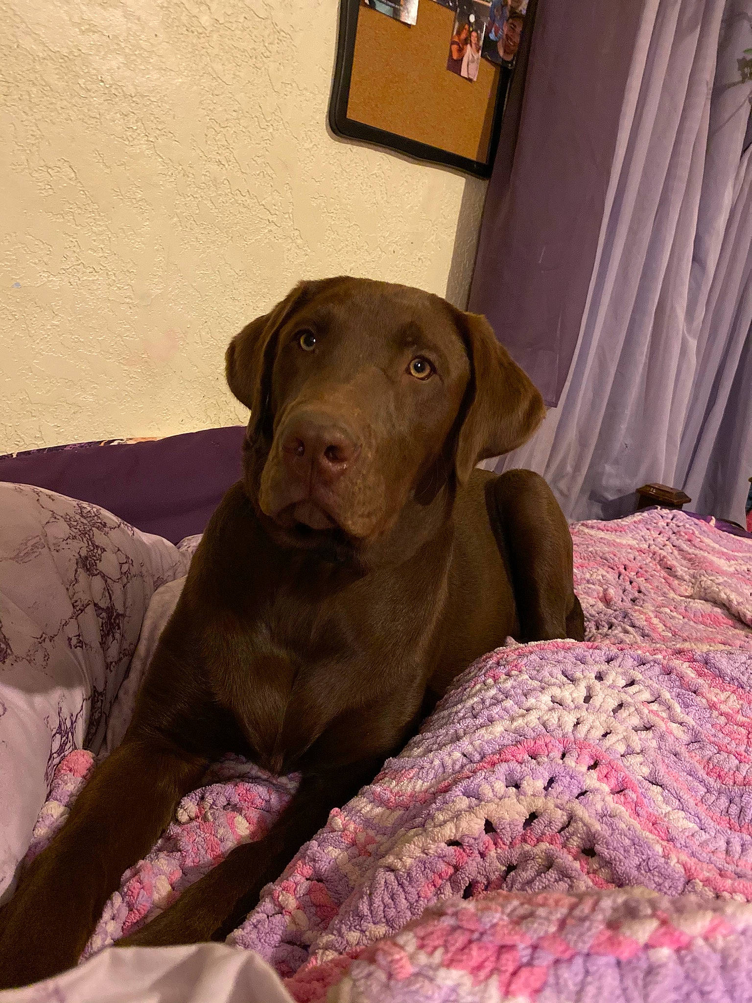 Diesel is registered to the contest to win money with this photo: borador, brown, carnivore, comfort, companion_dog, curtain, dog, dog_breed, dog_supply, fawn, flooring, gun_dog, linens, liver, magenta, pointing_breed, retriever, sporting_group, wood, working_animal