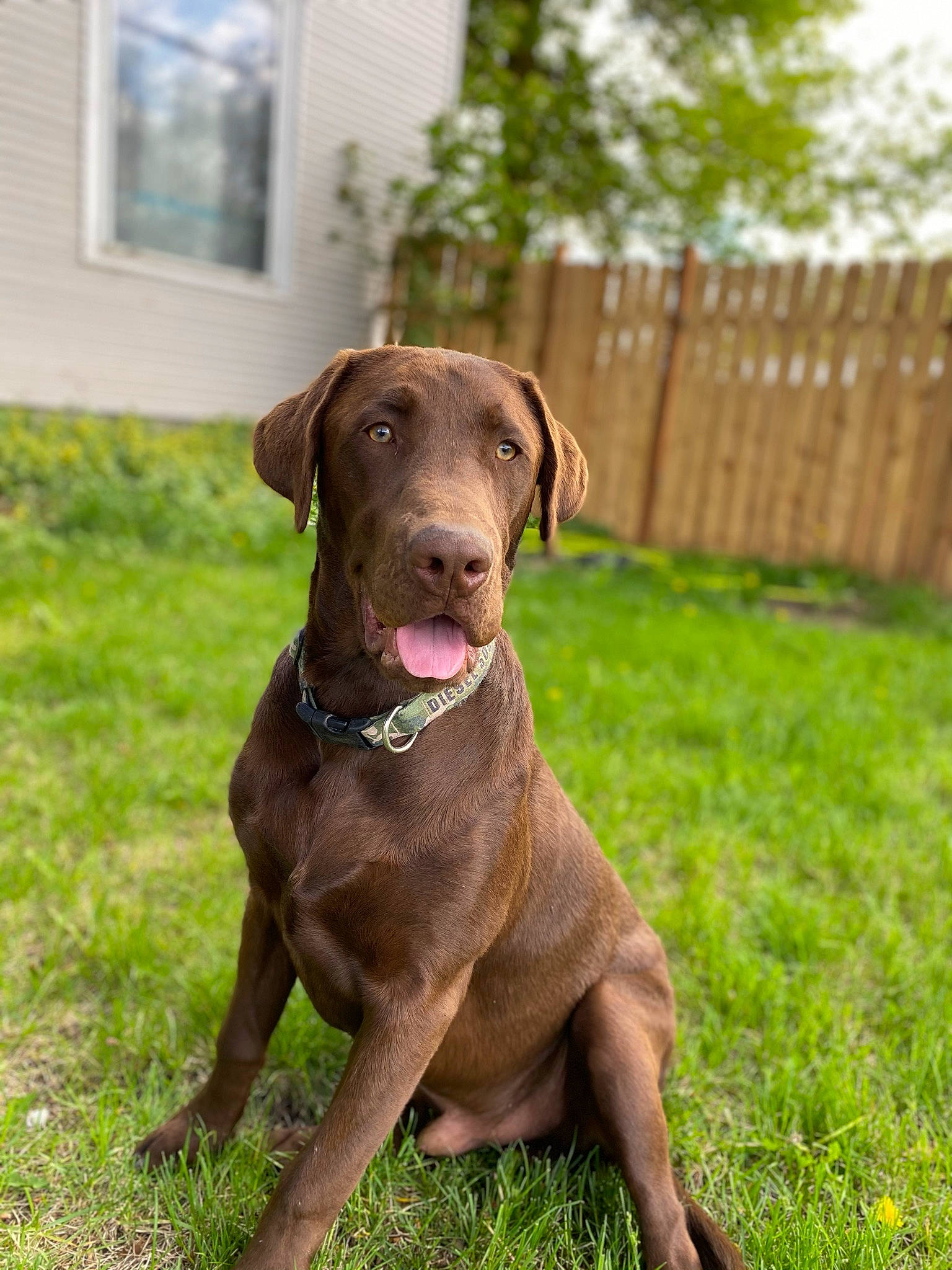 Diesel is registered to the contest to win money with this photo: borador, carnivore, collar, companion_dog, dog, dog_breed, dog_collar, fawn, fence, grass, gun_dog, home_fencing, liver, plant, sporting_group, tail, tree, whiskers, window, working_animal