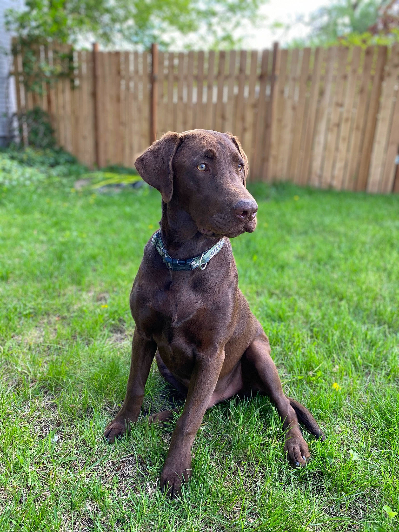 Diesel is registered to the contest to win money with this photo: carnivore, collar, companion_dog, dog, dog_breed, dog_collar, fence, grass, groundcover, gun_dog, home_fencing, liver, pet_supply, picket_fence, plant, sporting_group, terrestrial_animal, tree, whiskers, working_animal