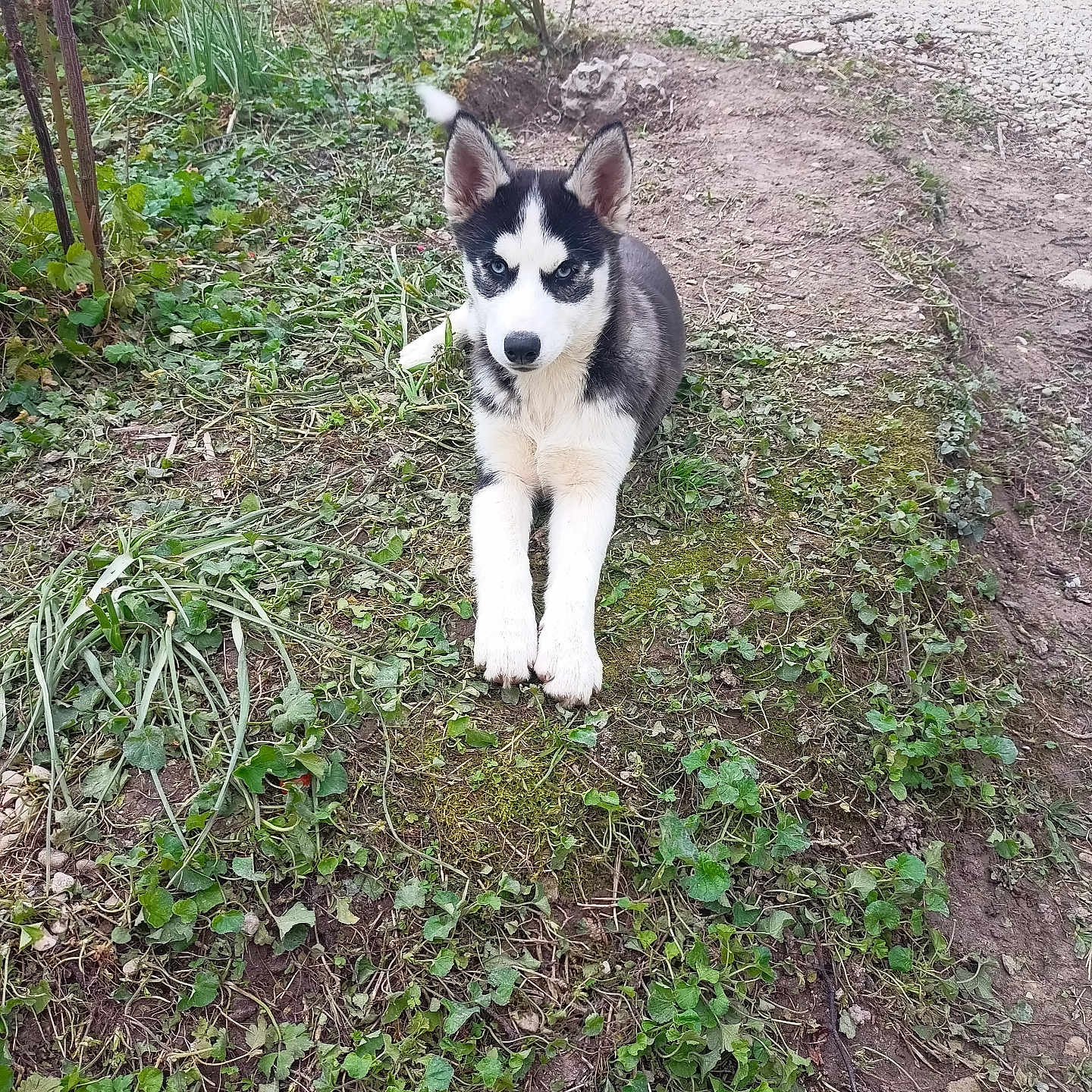 Vicky a rejoint le concours — aidez-le/la à gagner de superbes lots ! animal, backyard, canine, dog, grass, green, herbal, herbs, husky, leaf, nature, outdoors, pet, plant, puppy, rock, soil, tree, vegetation, yard