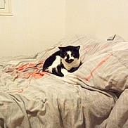 Felix a rejoint le concours — aidez-le/la à gagner de superbes lots ! bed, bed_sheet, bedroom, blanket, boston_terrier, carnivoran, comfort, dog, dog_like_mammal, floor, flooring, furniture, mattress, nap, non_sporting_group, product, room, textile