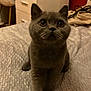 bed, blanket, cat, cozy, curious, cute, domestic_animal, ears, eyes, feline, fur, furniture, gray_cat, home, indoor, mammal, pet, resting, room, whiskers