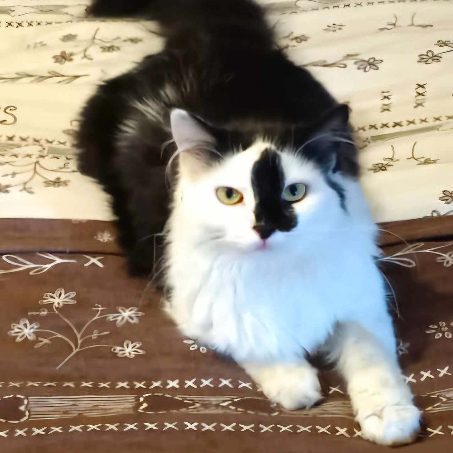Moon a rejoint le concours — aidez-le/la à gagner de superbes lots ! animal, bedspread, black_and_white, cat, cozy, cute, domestic_cat, ears, fluffy, fur, home, indoor, looking_at_camera, lying_down, pattern, pet, relaxed, resting, tail, whiskers