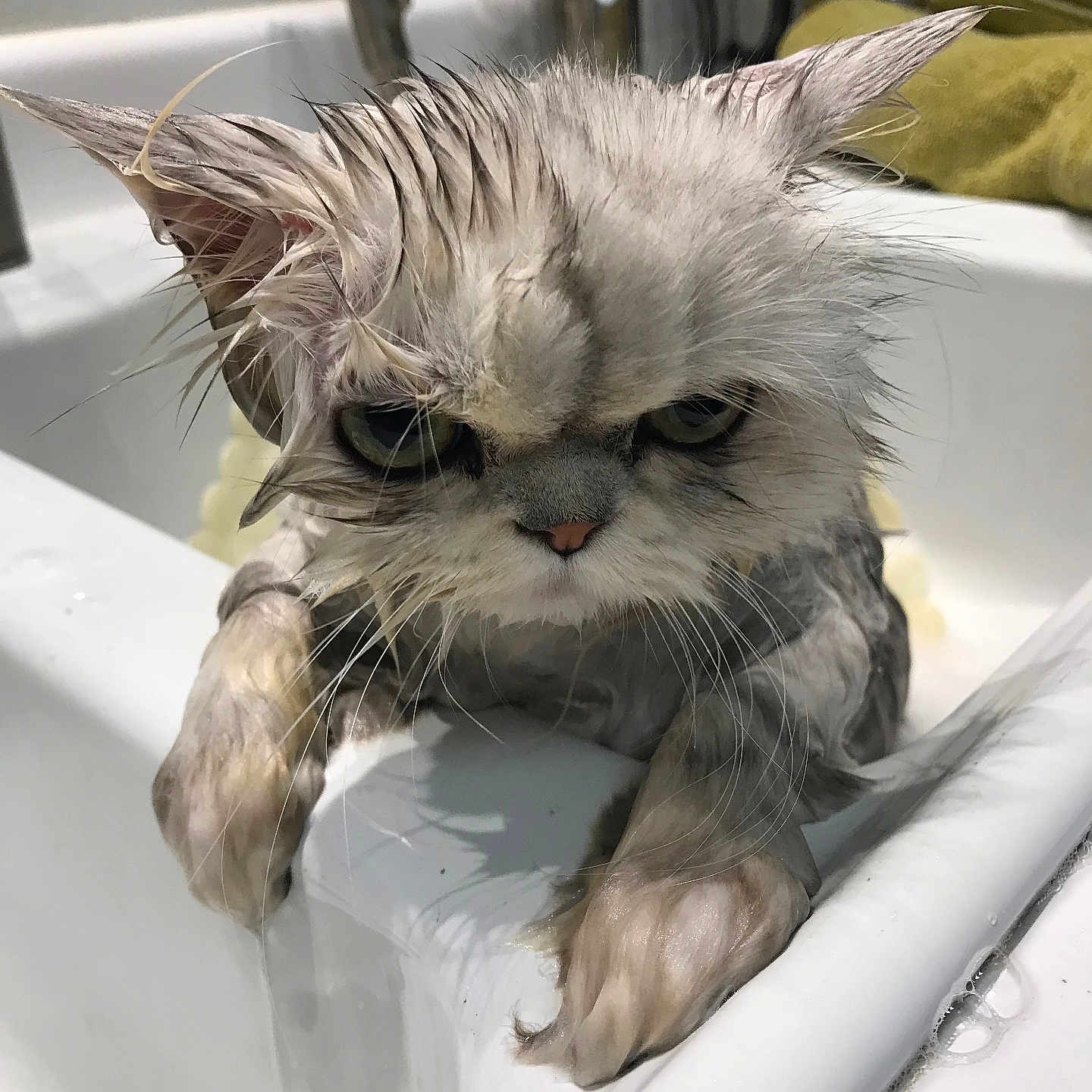 Bella joined the competition — help win amazing prizes! animal, bath, cat, claws, closeup, domestic, dripping, ears, expression, face, fur, grooming, grumpy, indoors, paws, pet, sink, water, wet, whiskers