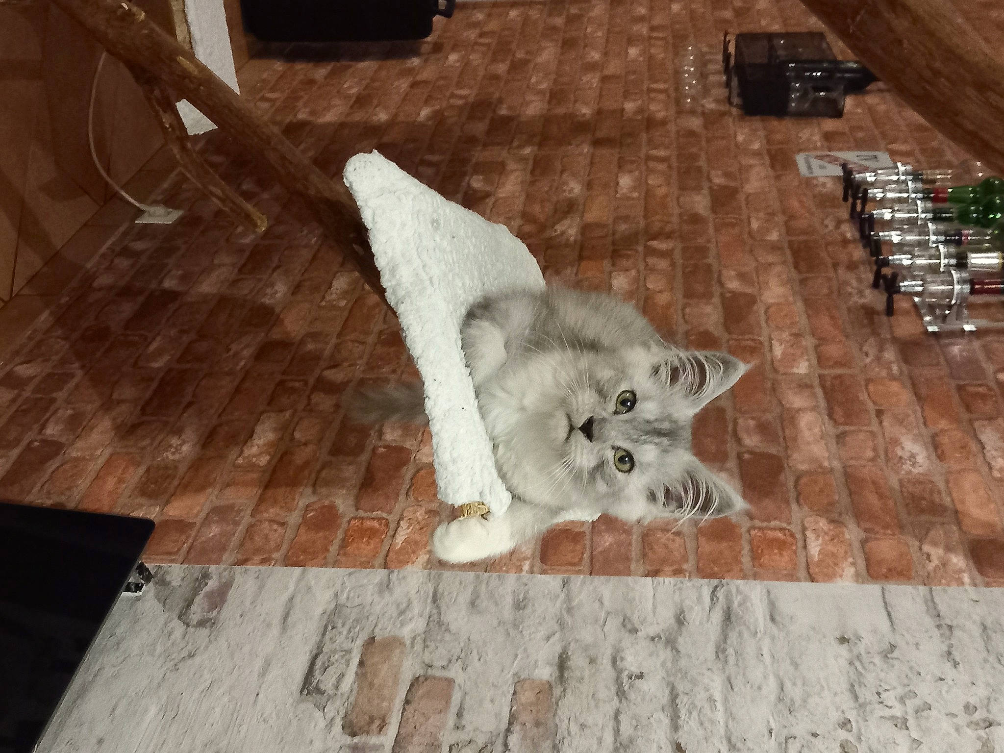 Tom a rejoint le concours — aidez-le/la à gagner de superbes lots ! carnivore, cat, companion_dog, domestic_short_haired_cat, felidae, floor, flooring, fur, grey, hardwood, laminate_flooring, paw, road_surface, sidewalk, small_to_medium_sized_cats, snout, tail, whiskers, wood, wood_flooring