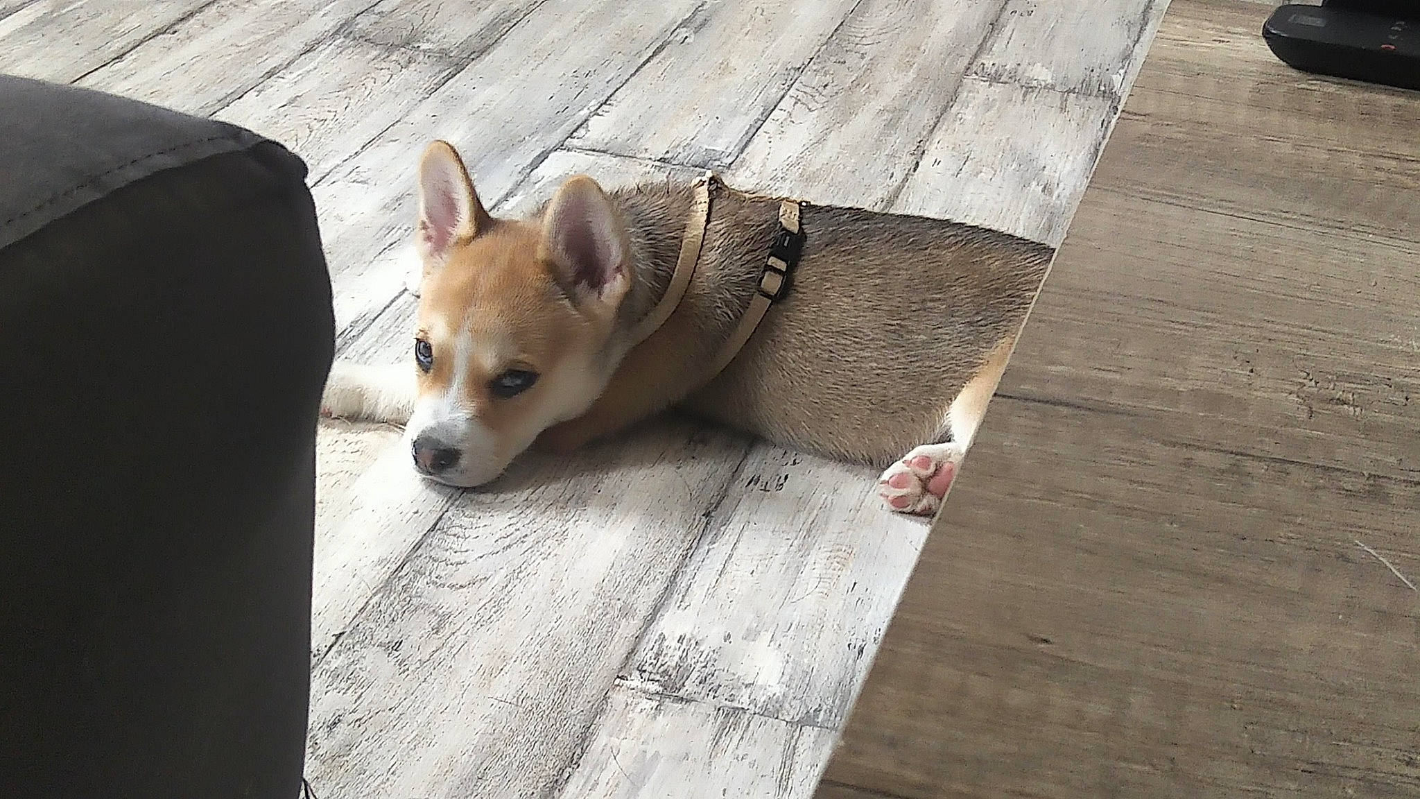 Akela participe au concours pour gagner de l'argent avec cette photo : akita_inu, canidae, carnivore, companion_dog, dog, dog_breed, fawn, korean_jindo_dog, mammal, non_sporting_group, norwegian_lundehund, pembroke_welsh_corgi, shiba_inu, shikoku, snout, vertebrate, welsh_corgi