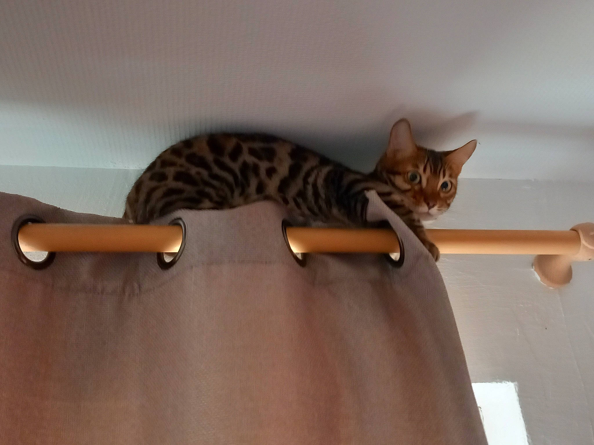 Titeuf participe au concours pour gagner de l'argent avec cette photo : carnivore, cat, comfort, domestic_short_haired_cat, felidae, flooring, fur, hardwood, mammal, metal, plywood, room, small_to_medium_sized_cats, table, tail, terrestrial_animal, varnish, whiskers, wood, wood_stain