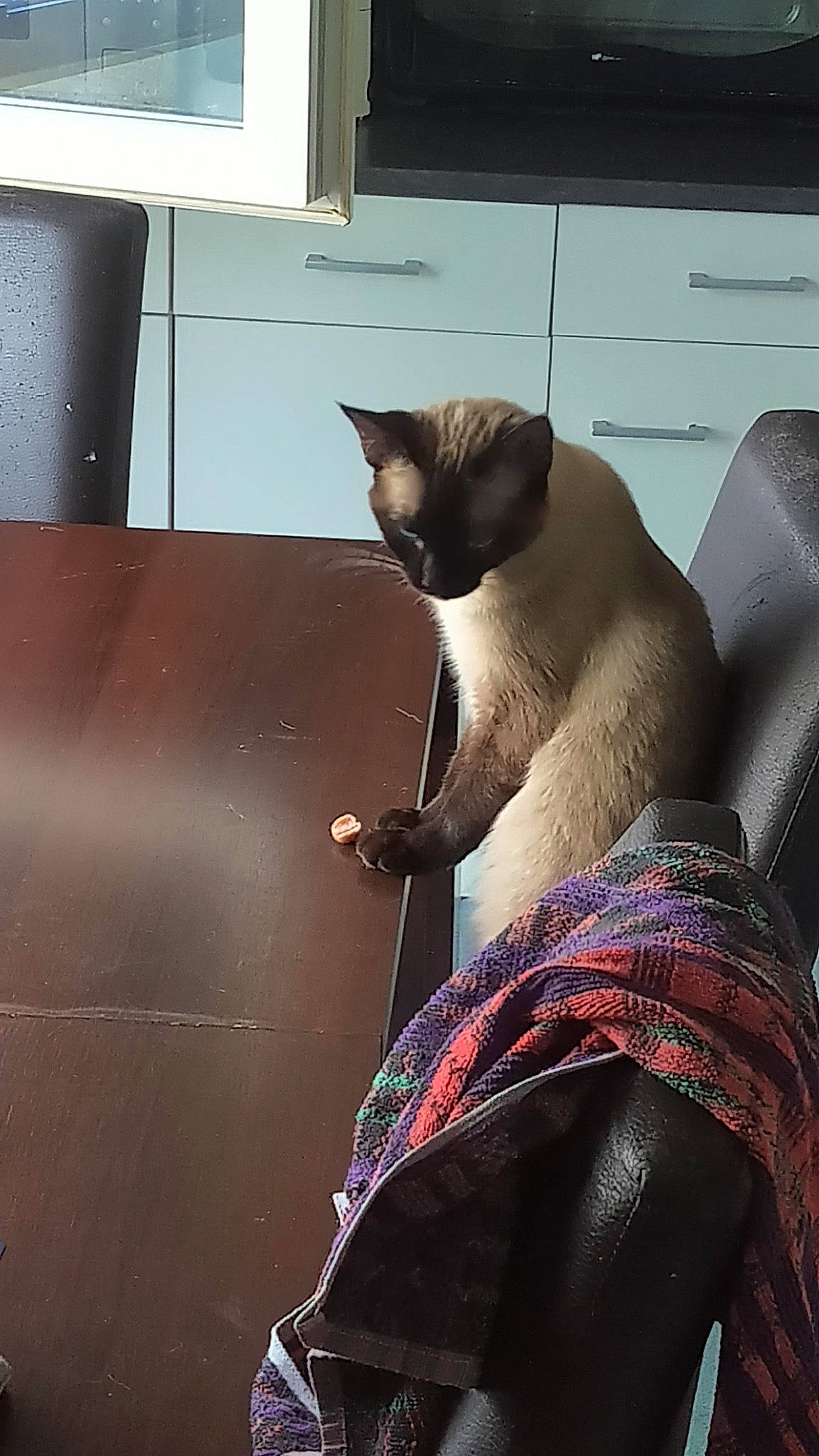 Tisha a rejoint le concours — aidez-le/la à gagner de superbes lots ! asian, burmese, carnivore, cat, fawn, felidae, siamese, small_to_medium_sized_cats, snout, tail, thai, tonkinese, whiskers