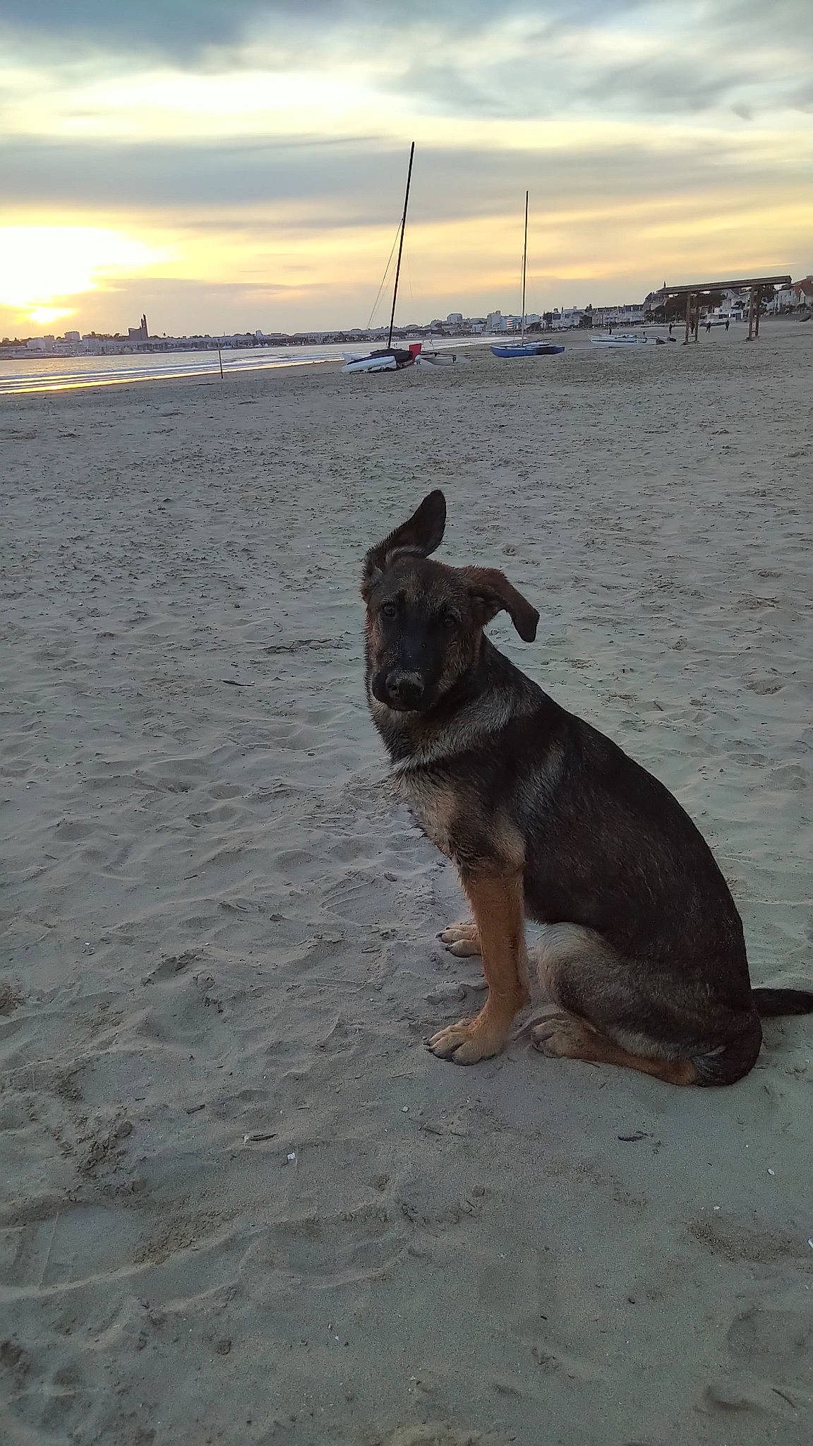 Laska a rejoint le concours — aidez-le/la à gagner de superbes lots ! beach, canidae, carnivore, dog, dog_breed, fawn, german_shepherd_dog, herding_dog, mammal, ocean, sea, sky, snout, vacation, working_dog
