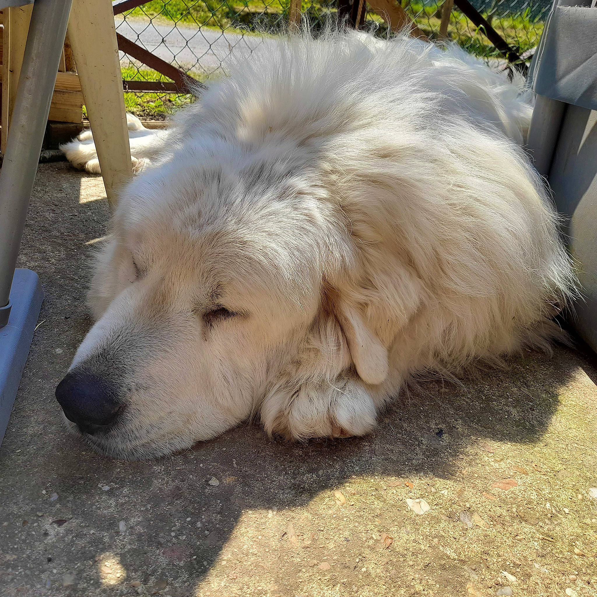 Marcus participe au concours pour gagner de l'argent avec cette photo : canidae, carnivore, companion_dog, dog, dog_breed, fur, snout, sporting_group, terrestrial_animal, wildlife, working_animal