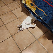 Pompon a rejoint le concours — aidez-le/la à gagner de superbes lots ! animal, blanket, brown_spot, cat, cozy, curious, cute, domestic, floor, furniture, household, indoor, lying_down, pet, playful, relaxed, resting, shadow, tile_floor, white_cat