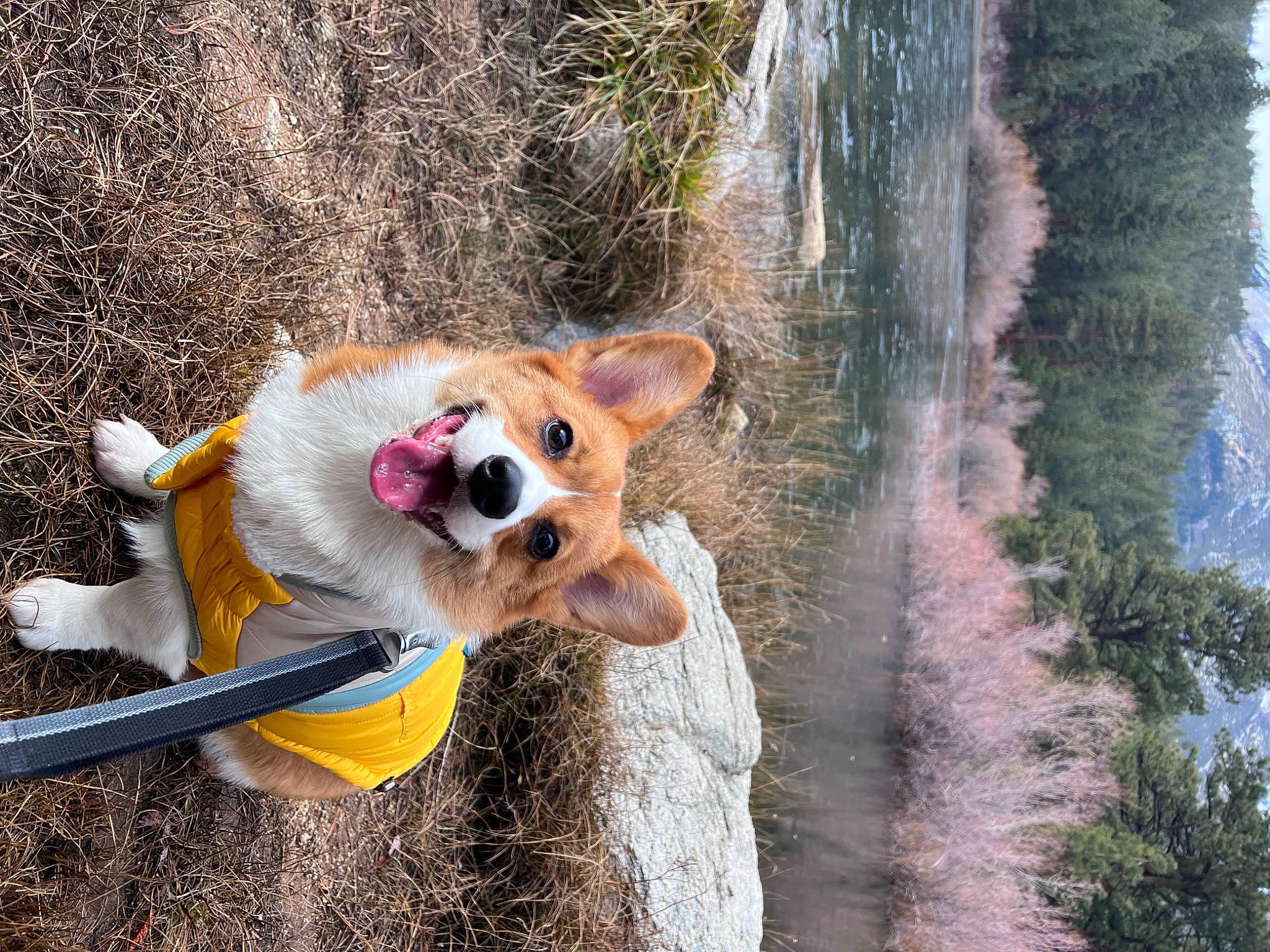 Bruin is registered to the contest to win money with this photo: canidae, carnivore, collar, companion_dog, dog, dog_breed, dog_collar, dog_supply, fawn, leash, pet_supply, plant, smile, snout, spitz, sporting_group, sunglasses, tree, water, working_animal